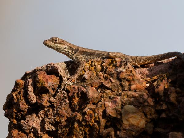 Tropidurus torquatus